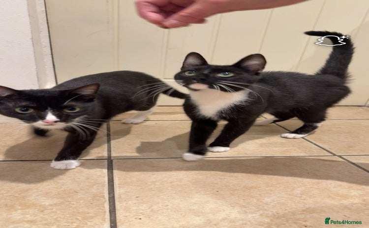 Domestic Shorthair cats - Advert 1