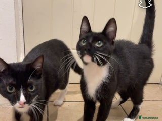 Domestic Shorthair cats - Advert 34