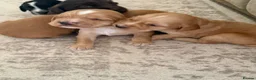 Sprocker dogs for sale: Beautiful Sprocker Spaniel Puppies  - Advert 15