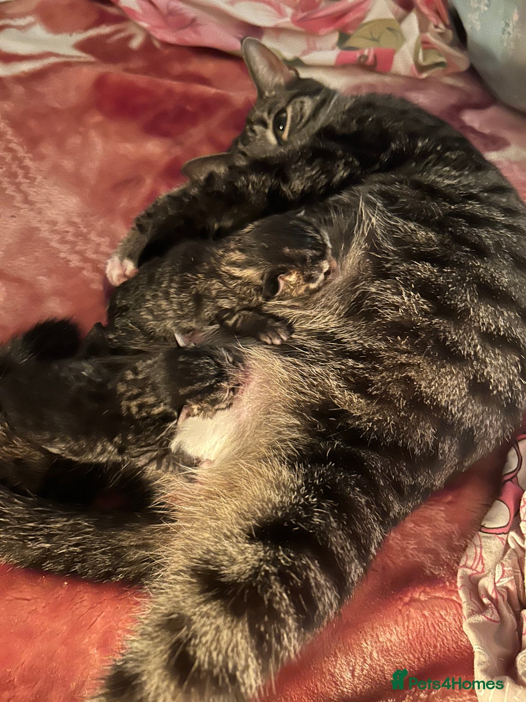 British Shorthair cats for sale: 4 tabby kittens for sale (2 boys 2 girls) - Advert 7