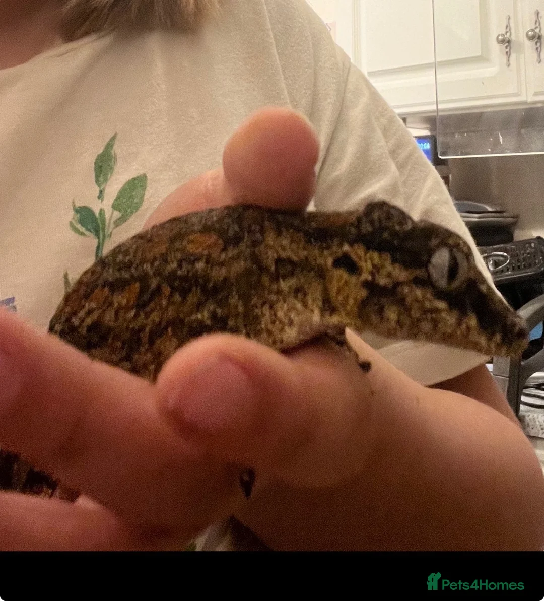 Gecko reptiles for sale: Gargoyle gecko  in Newark - Advert 2