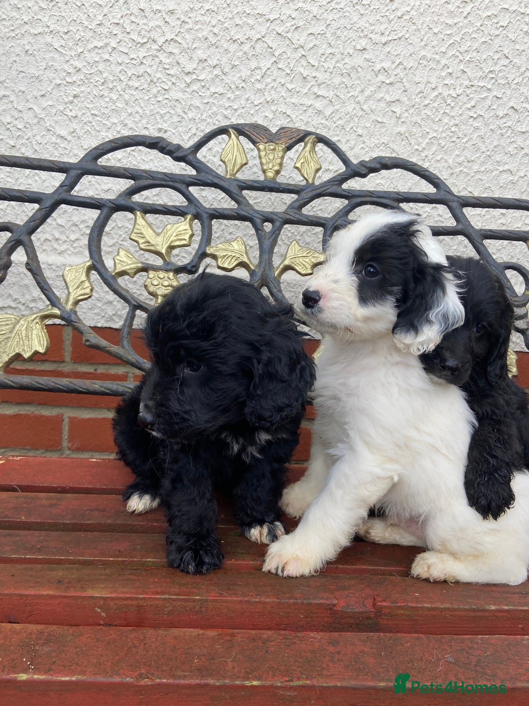 Cockapoo dogs for sale: F1 cockapoo puppies  - Advert 4