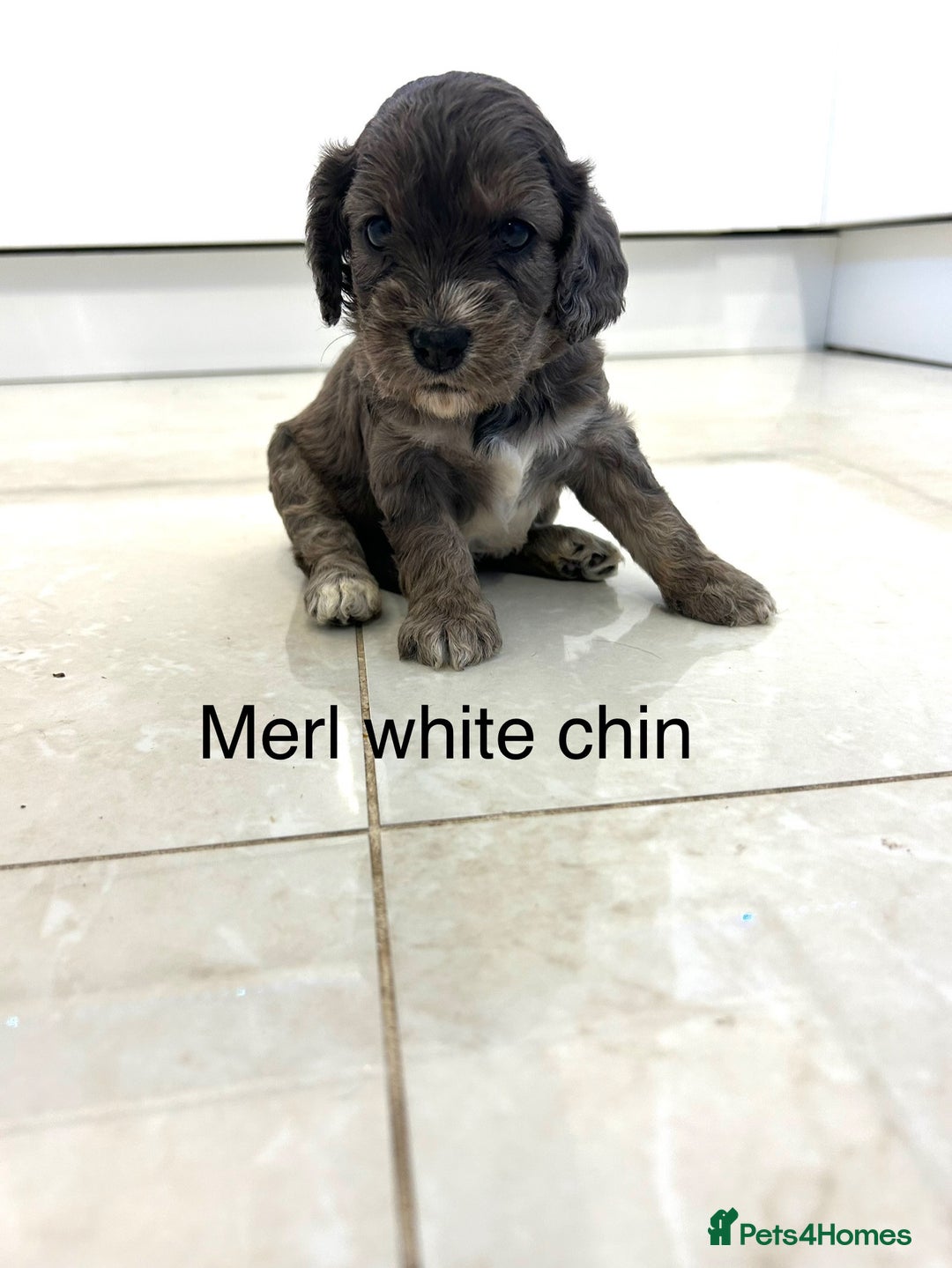 Cockapoo dogs for sale: Beautiful cockapoos  - Image 1