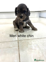 Cockapoo dogs - Advert 9