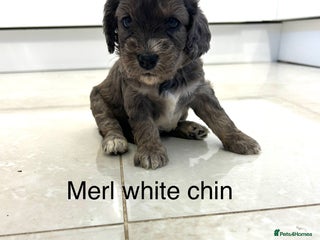 Cockapoo dogs for sale - Advert 1