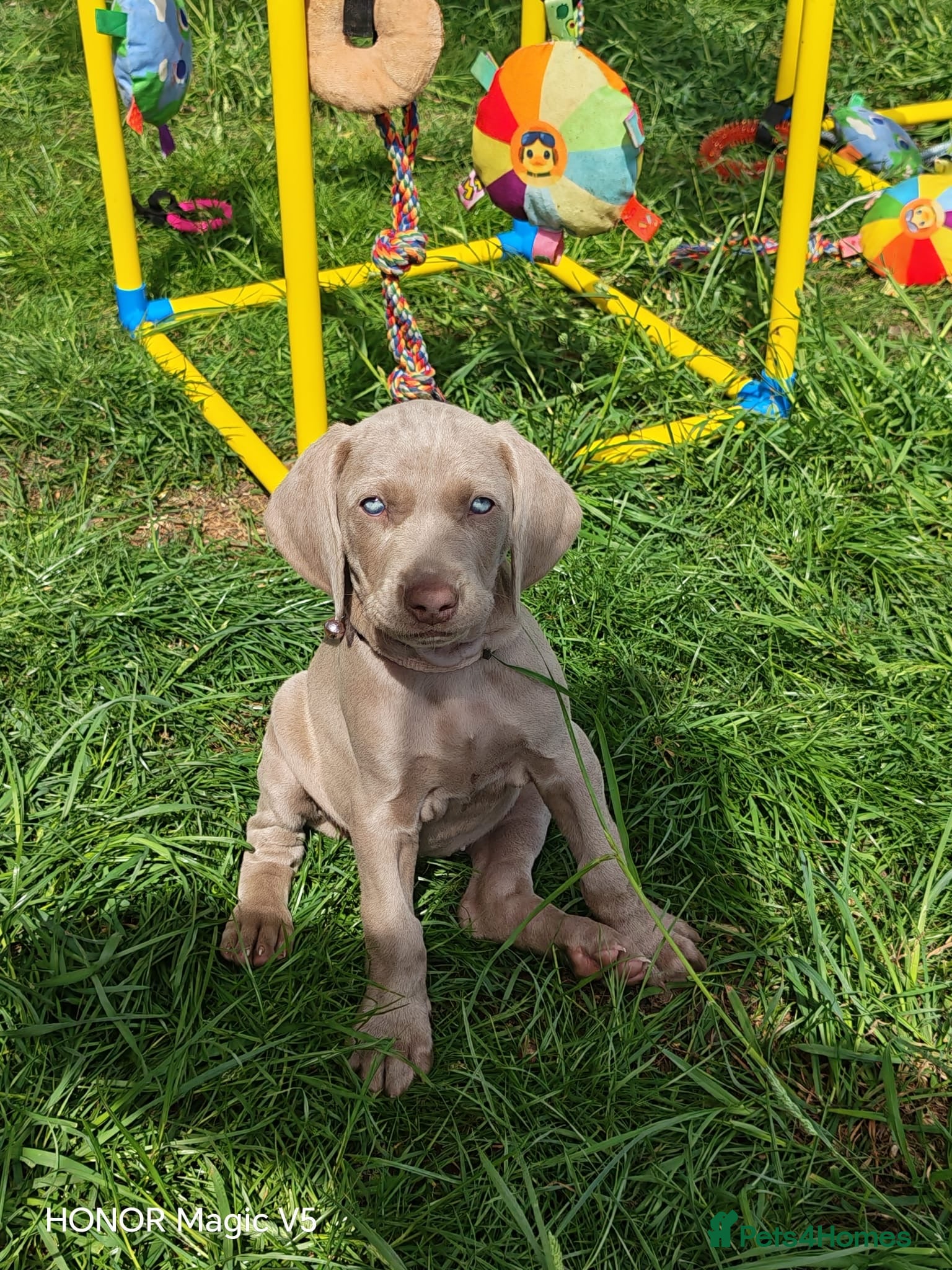 Weimaraner dogs ✨KC Weimaraner ✨READY NOW✨ - Advert 1