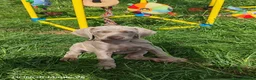 Weimaraner dogs for sale: ✨KC Weimaraner REDUCED GOING AWAY✨ - Advert 4