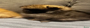 Pomeranian 1