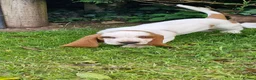 Basset Hound dogs for sale: Basset Hound pups KC registered  - Advert 3