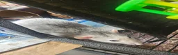 Rat rodents for sale: 4 female rats for adoption  - Advert 4