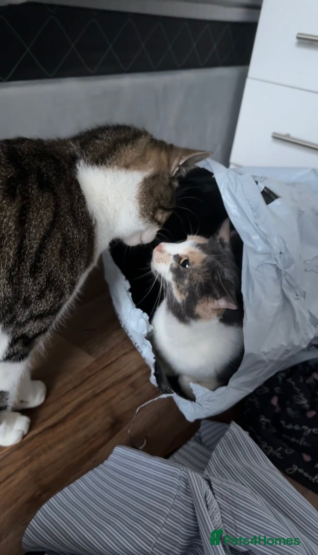 Domestic Shorthair cats for sale: Male Cat For Sale - Advert 8