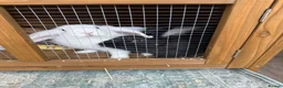 Mixed Breed rabbits for sale: Mixed Breed Rabbits for Sale in Cannock - Advert 3