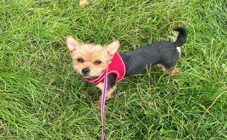 Yorkshire Terrier dogs - Advert 2
