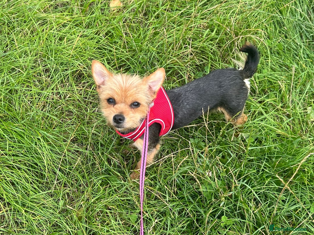 Yorkshire Terrier dogs for adoption: Dinky * Yorkshire Terrier * 240726 - Image 1