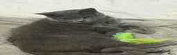 British Shorthair cats for sale: Colombo in London - Advert 3