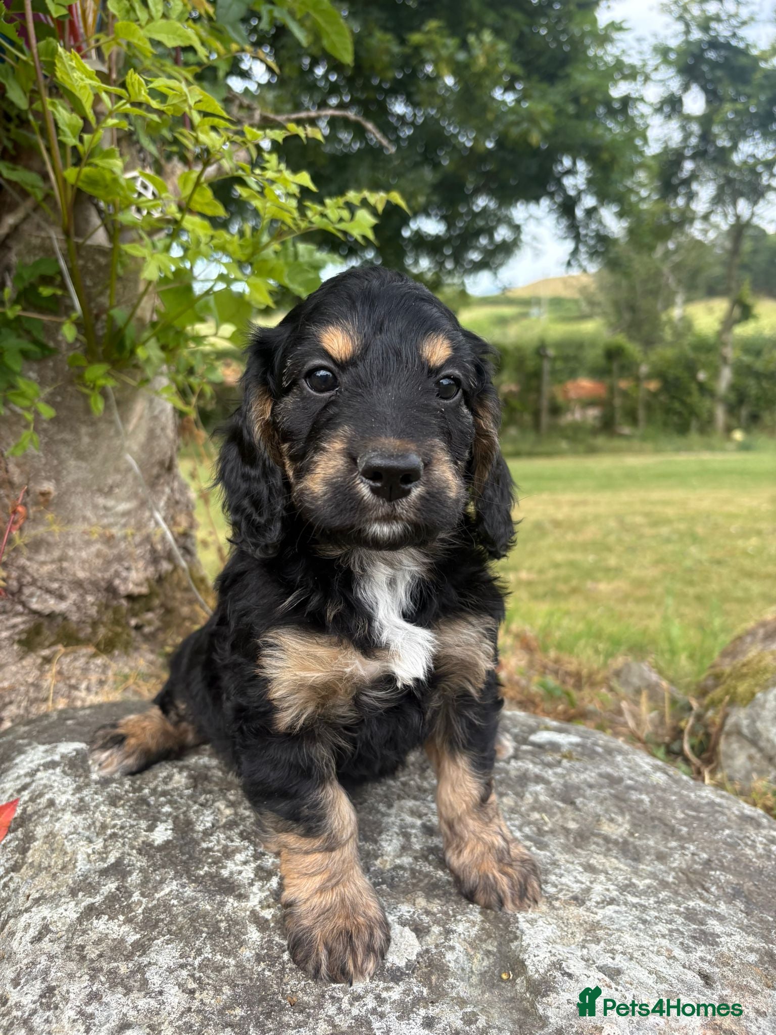 Cockapoo dogs Gorgeous F1 Cockapoos  - Advert 13