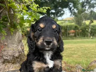 Cockapoo dogs Gorgeous F1 Cockapoos - Advert 13