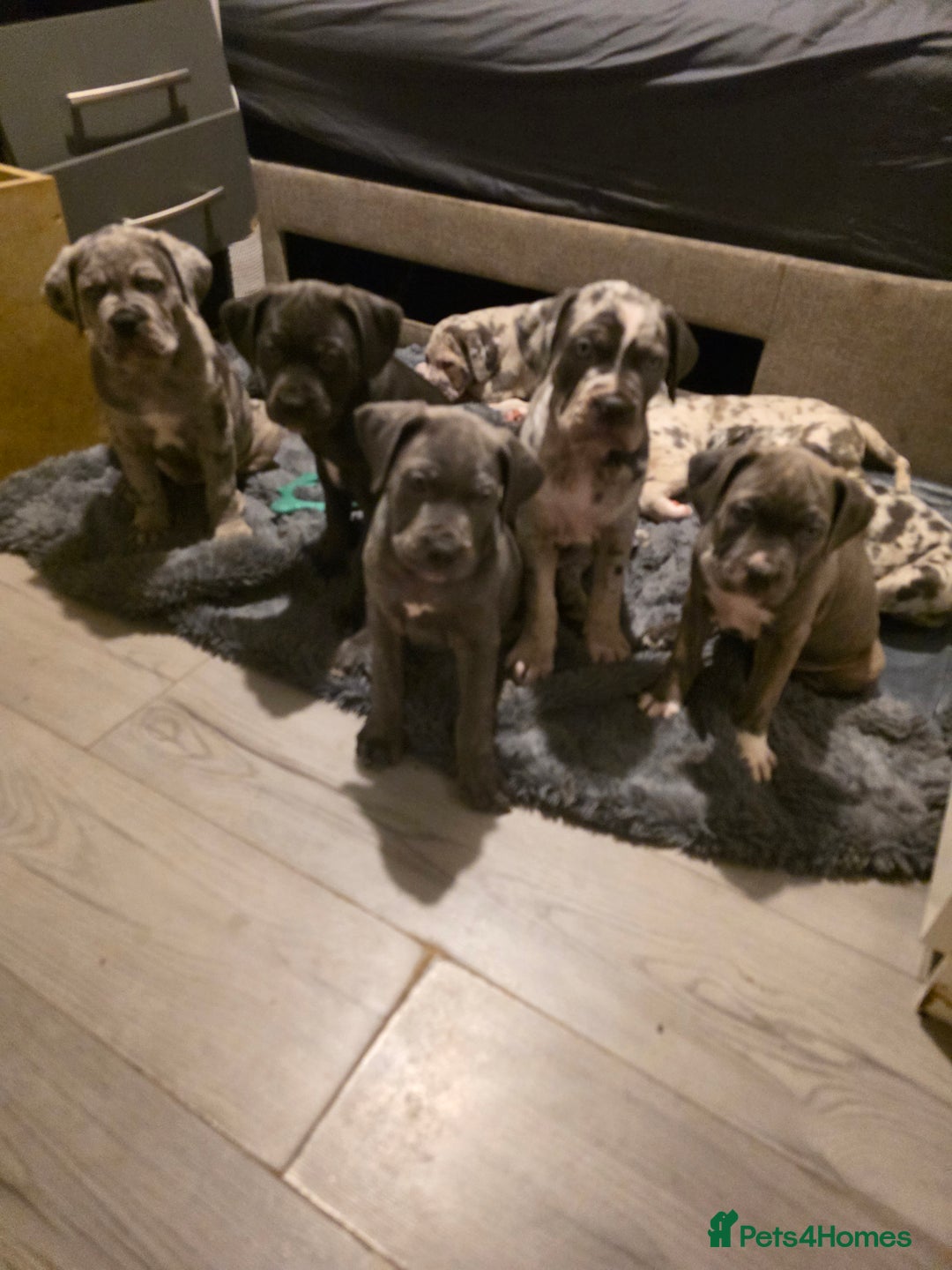 Cane Corso dogs for sale: Cane corso cross  - Advert 25
