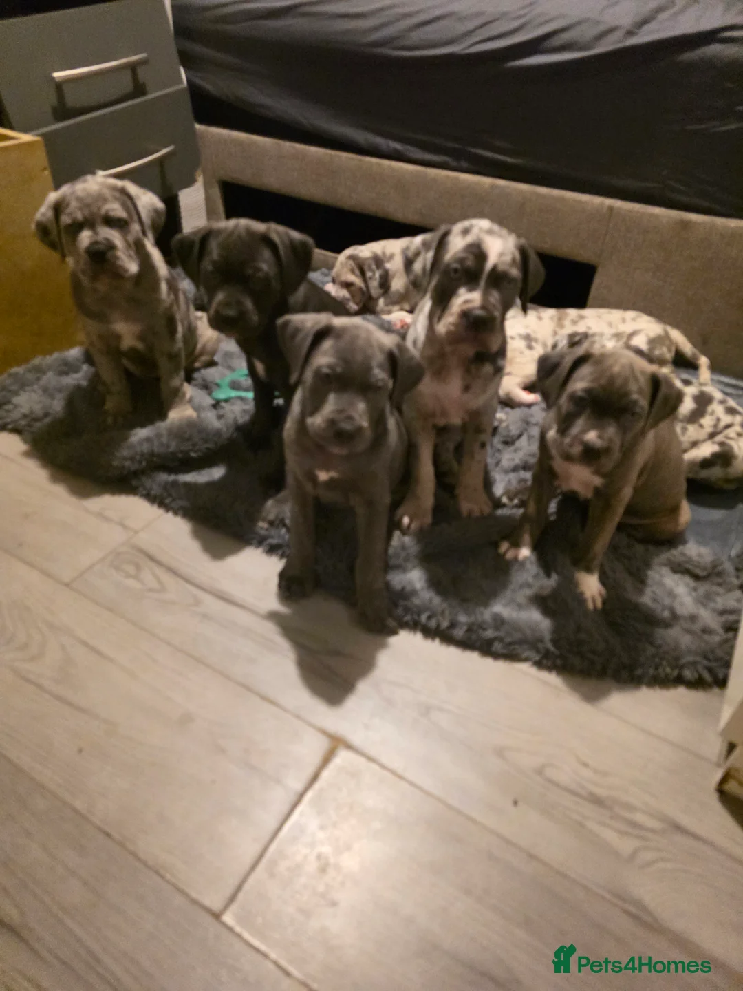 Cane Corso dogs for sale: Cane corso cross  - Advert 25
