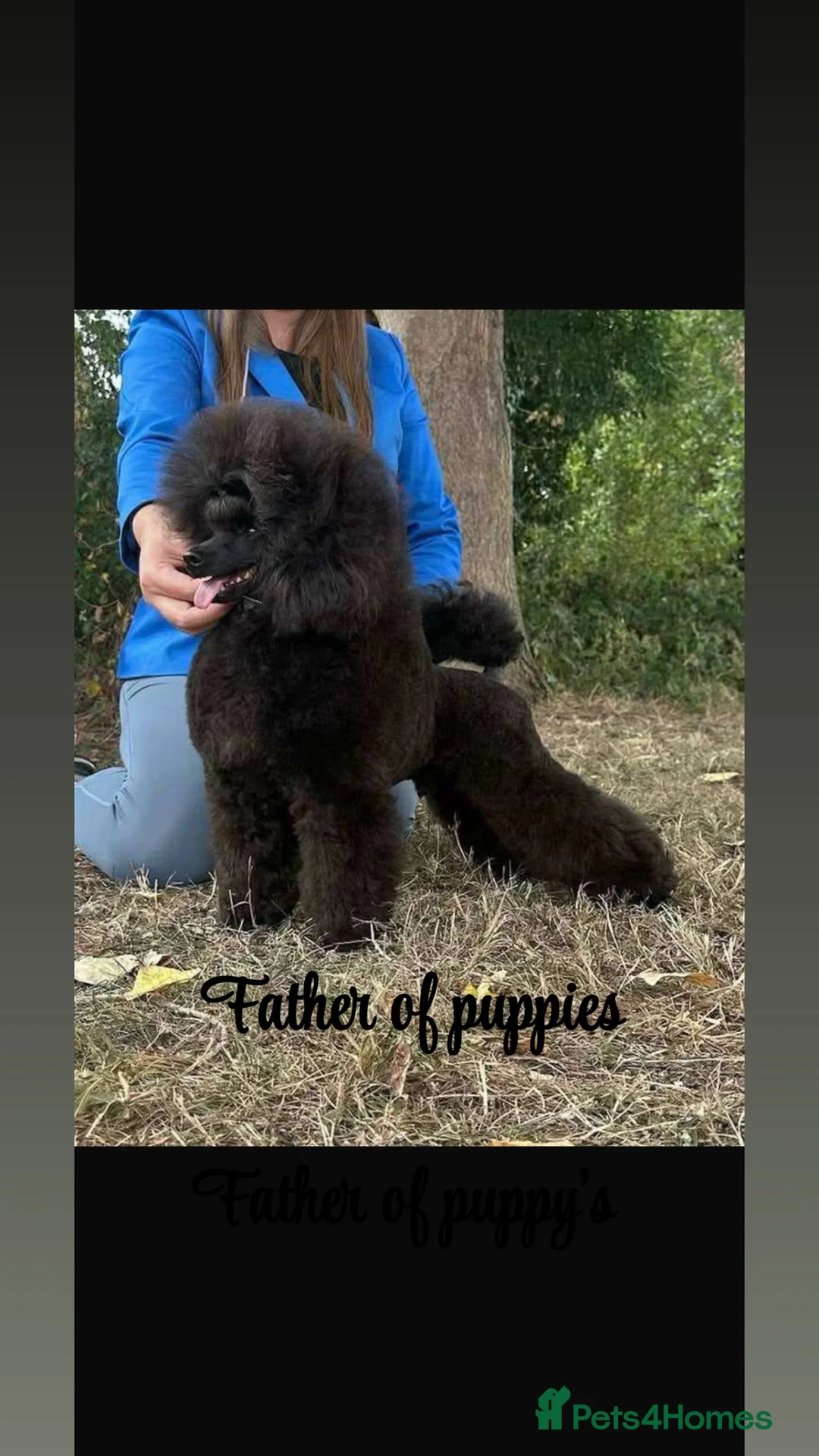 Toy Poodle dogs for sale: Stunning show type toy poodles  in Washington - Advert 6