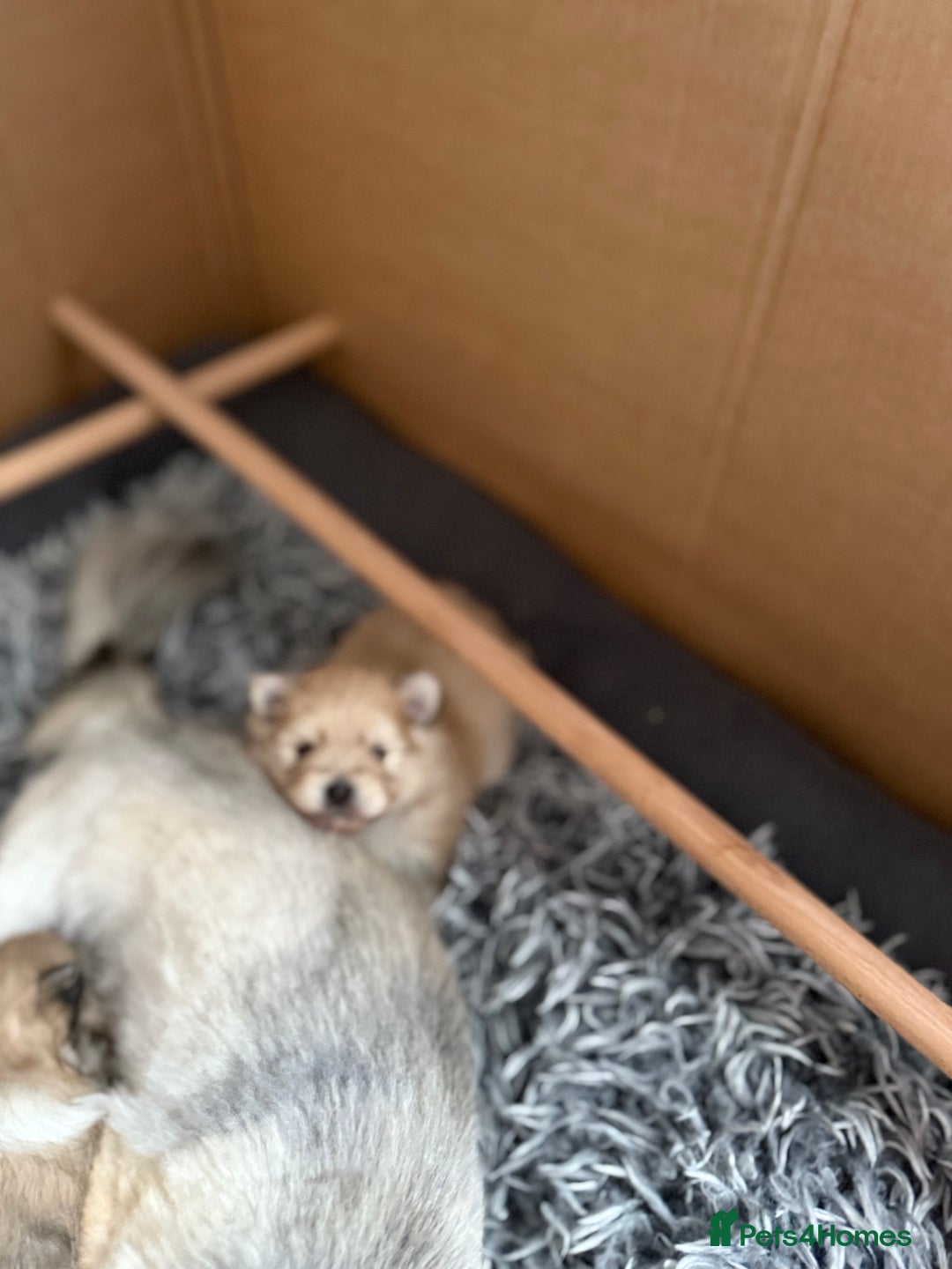 Pomchi dogs for sale: 3/4 Pom 1/4 chi Pomchi F1BB - Advert 15