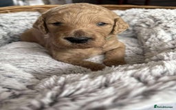 Mixed Breed dogs for sale: Multi generational goldendoodle puppies - Image 19