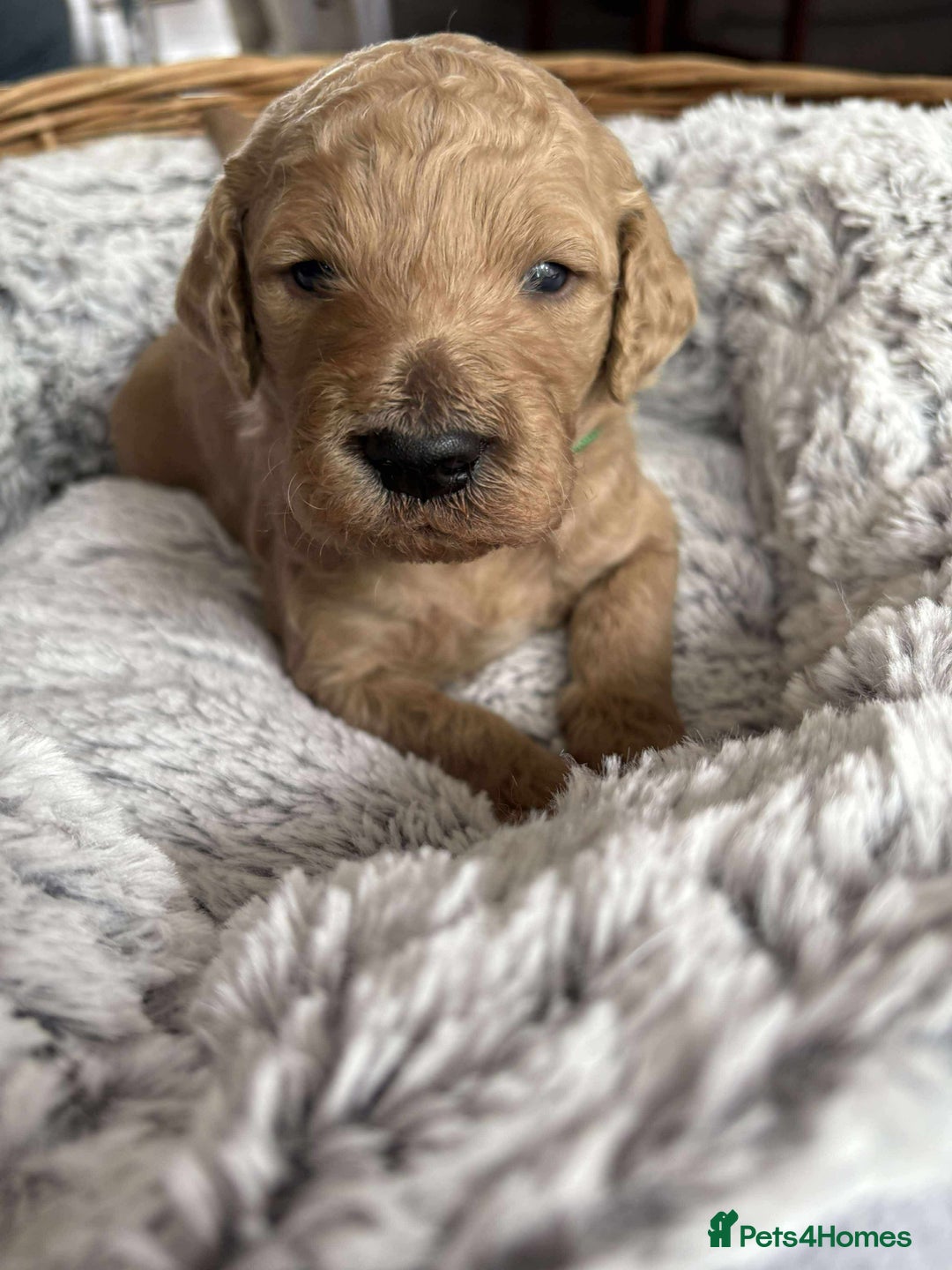 Mixed Breed dogs for sale: Multi generational goldendoodle puppies - Image 19