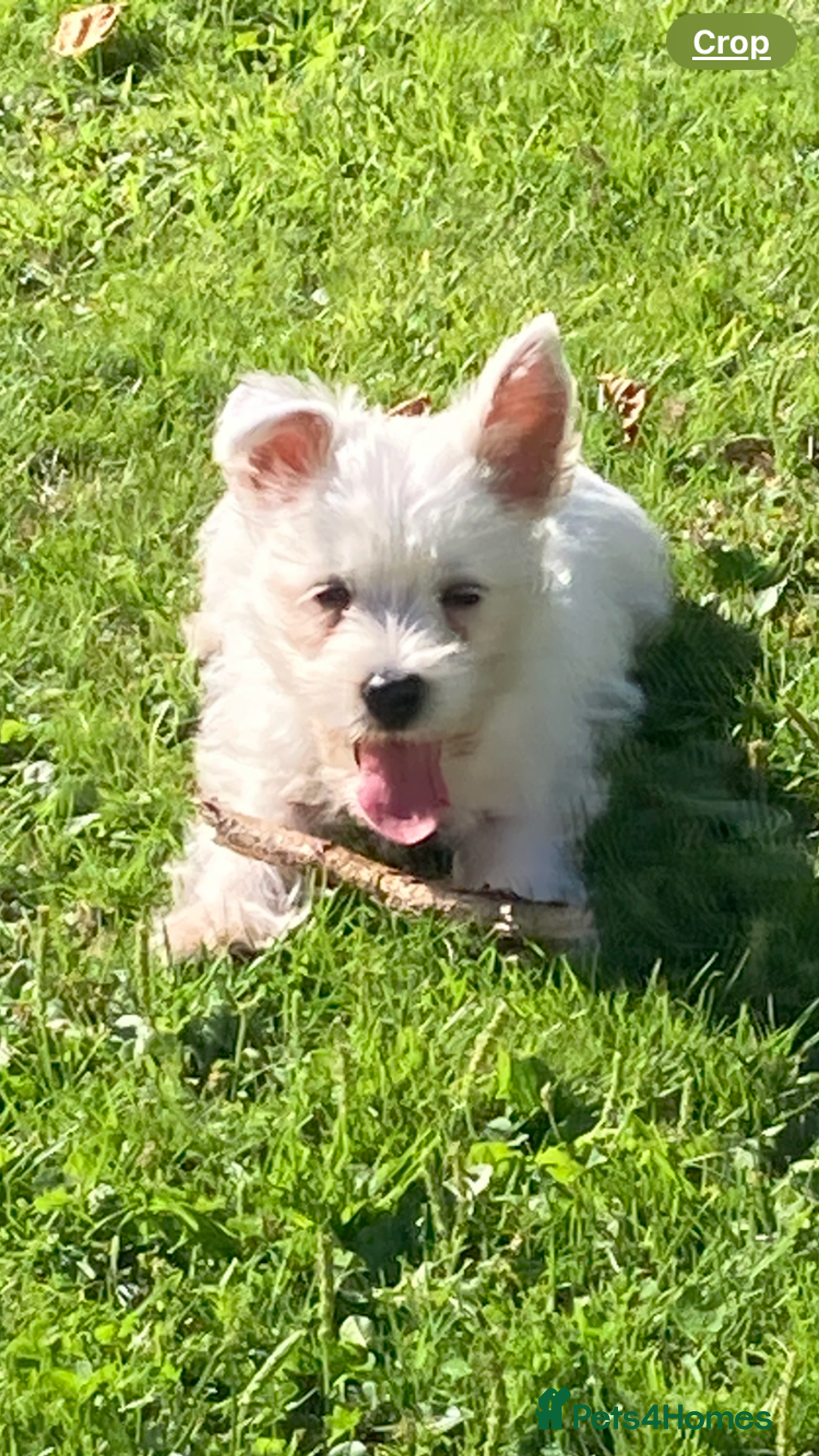 West Highland Terrier dogs for sale: Beautiful Westhighland White Terriers - Image 8