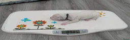 Dalmatian dogs for sale: KC Show Quality Rare LUA Dalmatian Puppies - Advert 17