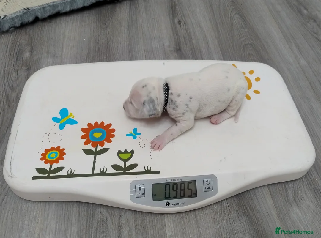 Dalmatian dogs for sale: KC Show Quality Rare LUA Dalmatian Puppies - Advert 17