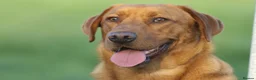 Labrador Retriever dogs for sale: Labrador retriever puppies  in Redruth - Advert 3