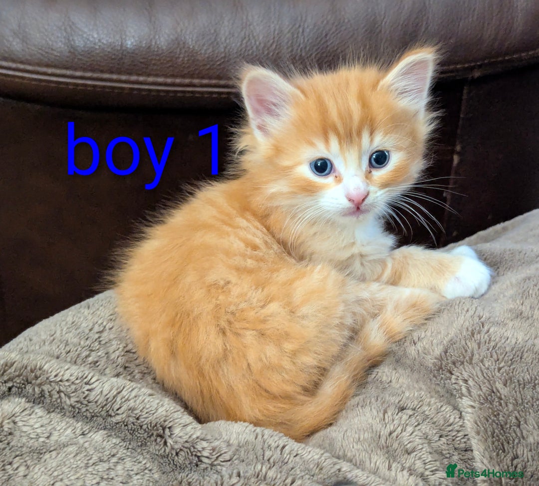 Mixed Breed cats for sale: Gorgeous kittens for sale £250 males £300 females - Advert 15