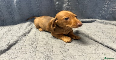 Miniature Dachshund dogs KC Miniature Dachshund Puppies Last Boy 🐶 - Advert 14