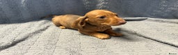 Miniature Dachshund dogs for sale: KC Miniature Dachshund Puppies Last Boy 🐶 - Advert 2