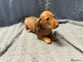 Miniature Dachshund dogs KC Miniature Dachshund Puppies Last Boy 🐶 - Advert 14