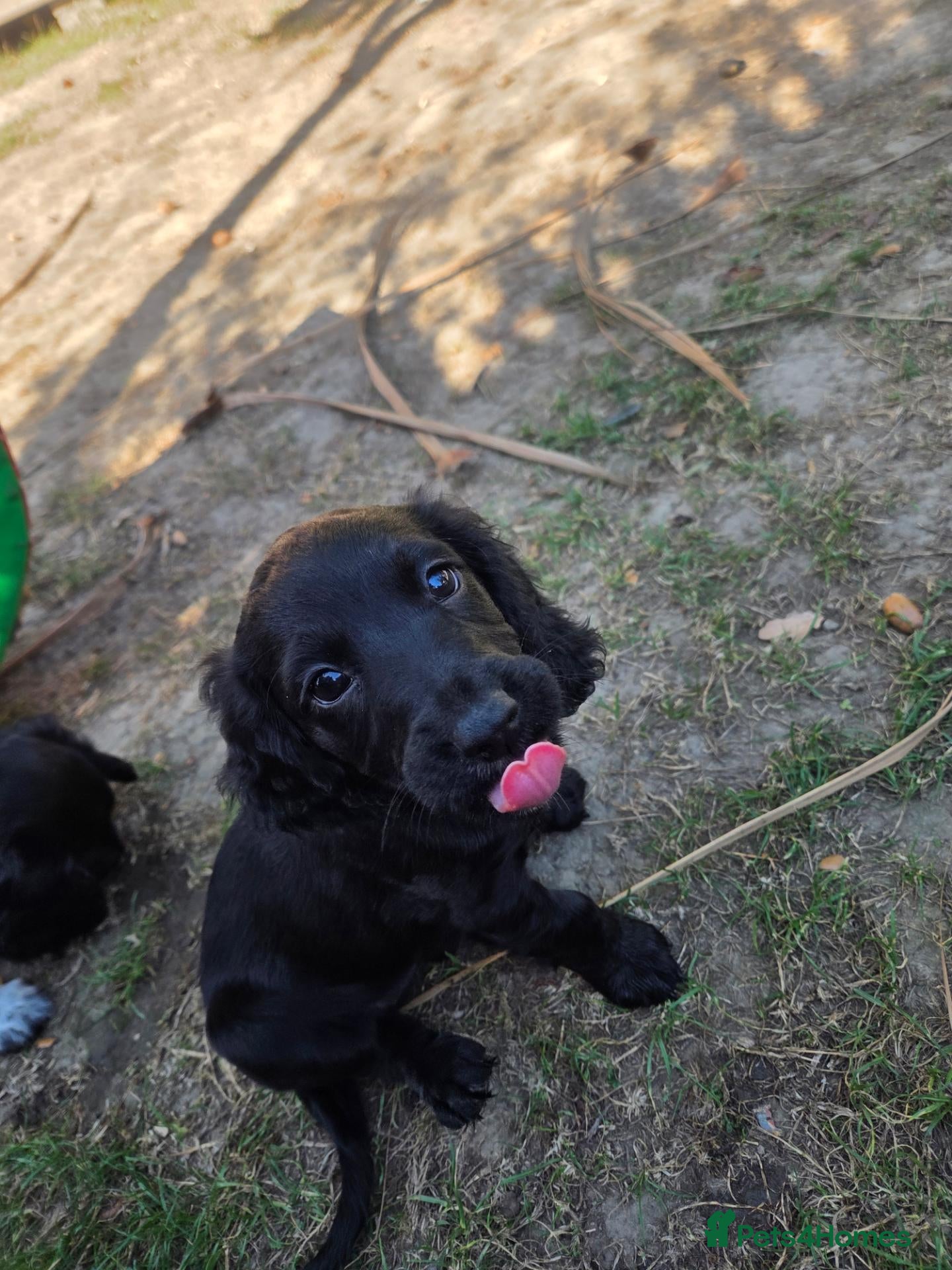 Cocker Spaniel dogs Working cocker spaniel puppies  - Advert 2