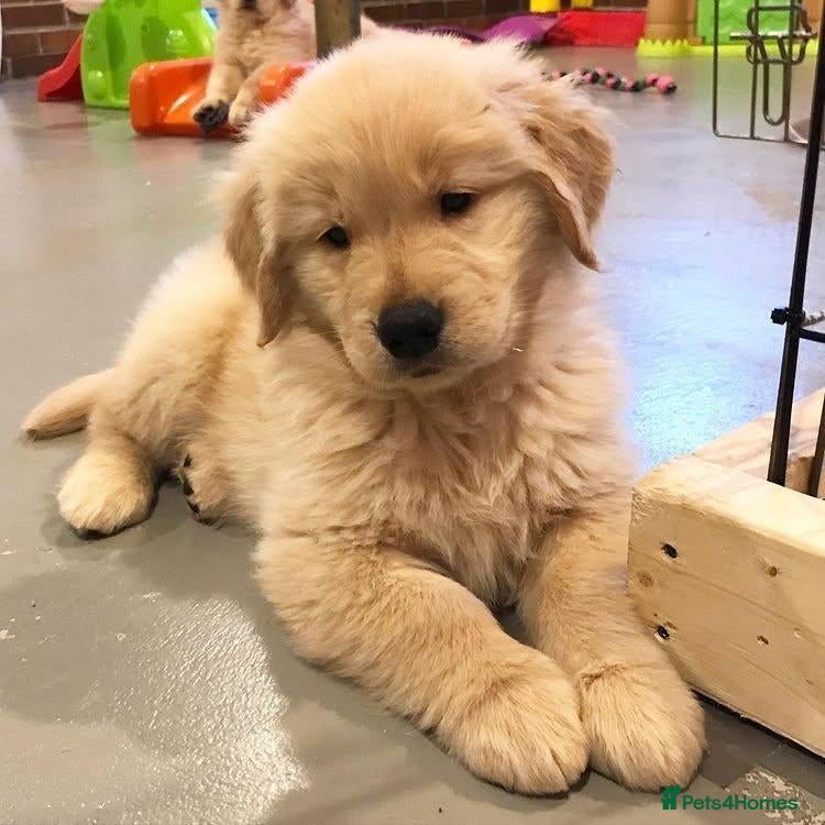 Golden Retriever dogs for sale: Looking for a home for Wilma - Advert 1