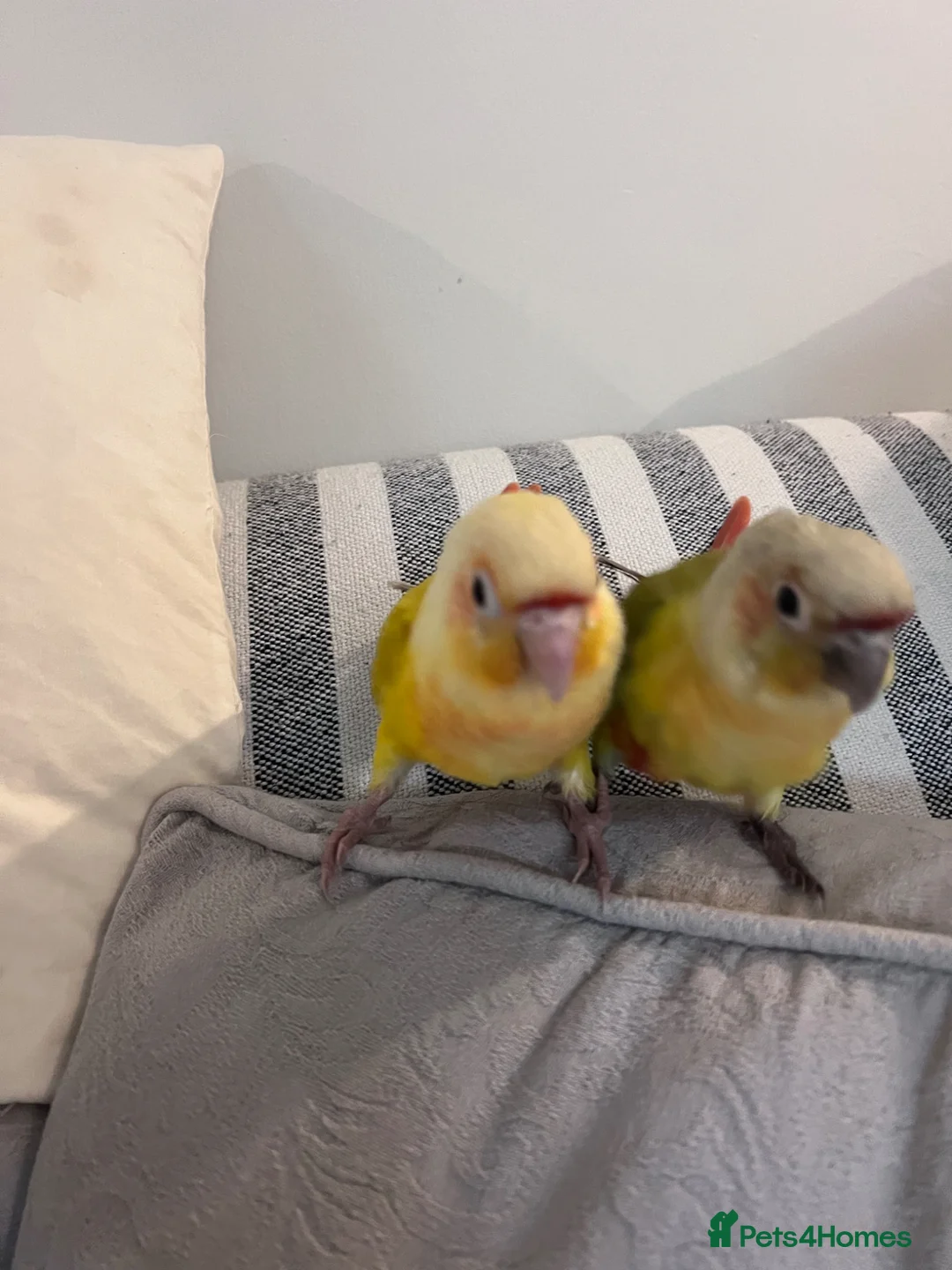 Conures birds for sale: Two DNA tested male Green Cheek Conures. Brothers. - Advert 2