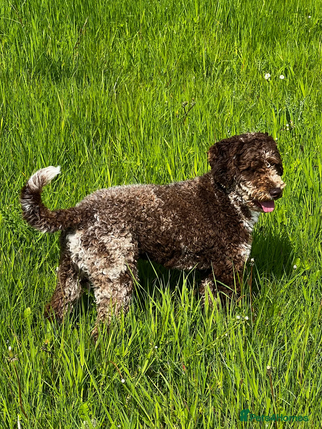Miniature Poodle dogs for stud: Chocolate Merle Miniature Poodle Fully DNA Tested in Radstock - Advert 21