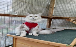 Maine Coon cats for sale: Beautiful NEUTERED girl XXL - Image 3