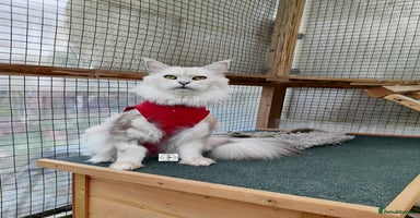 Maine Coon cats - Advert 5