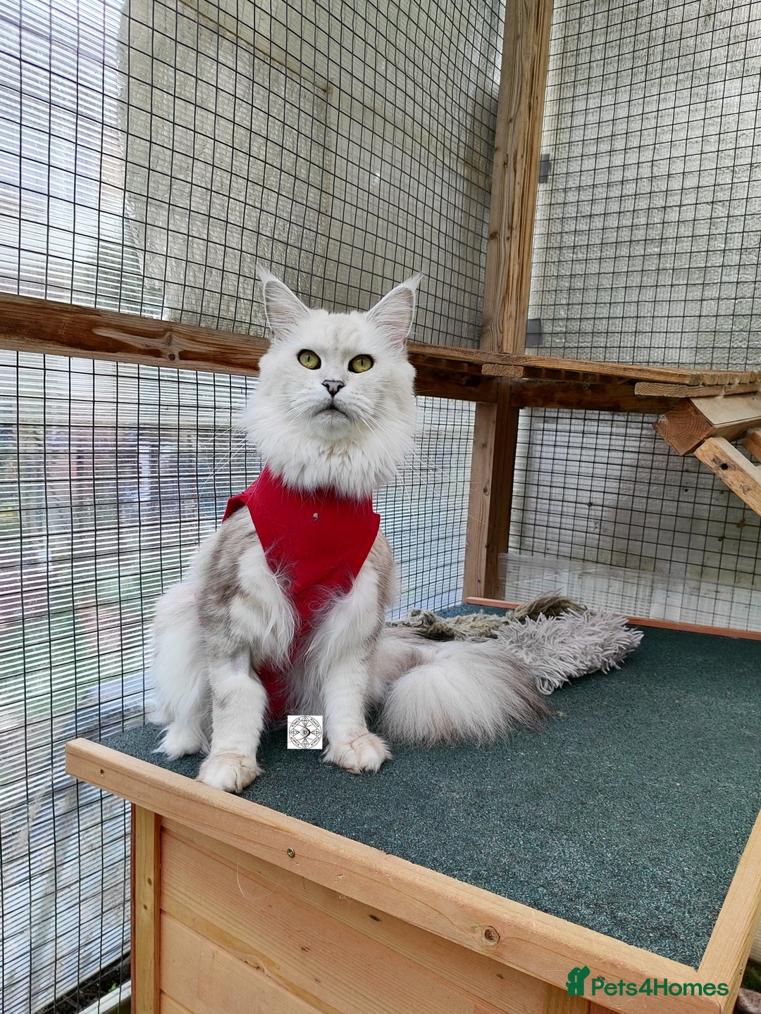 Maine Coon cats for sale: Beautiful NEUTERED girl XXL - Image 3