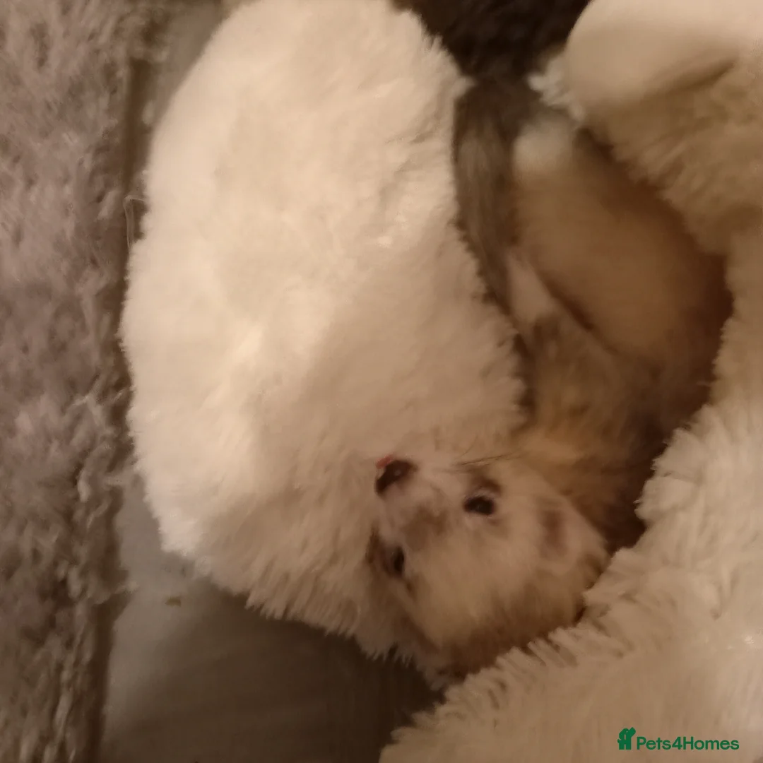 Ferret rodents for sale: Stud service only mate with jills  - Advert 2