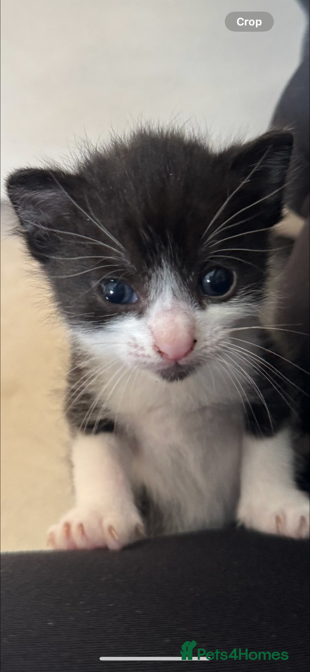 British Shorthair cats for sale: Kittens for their forever homes  - Image 4