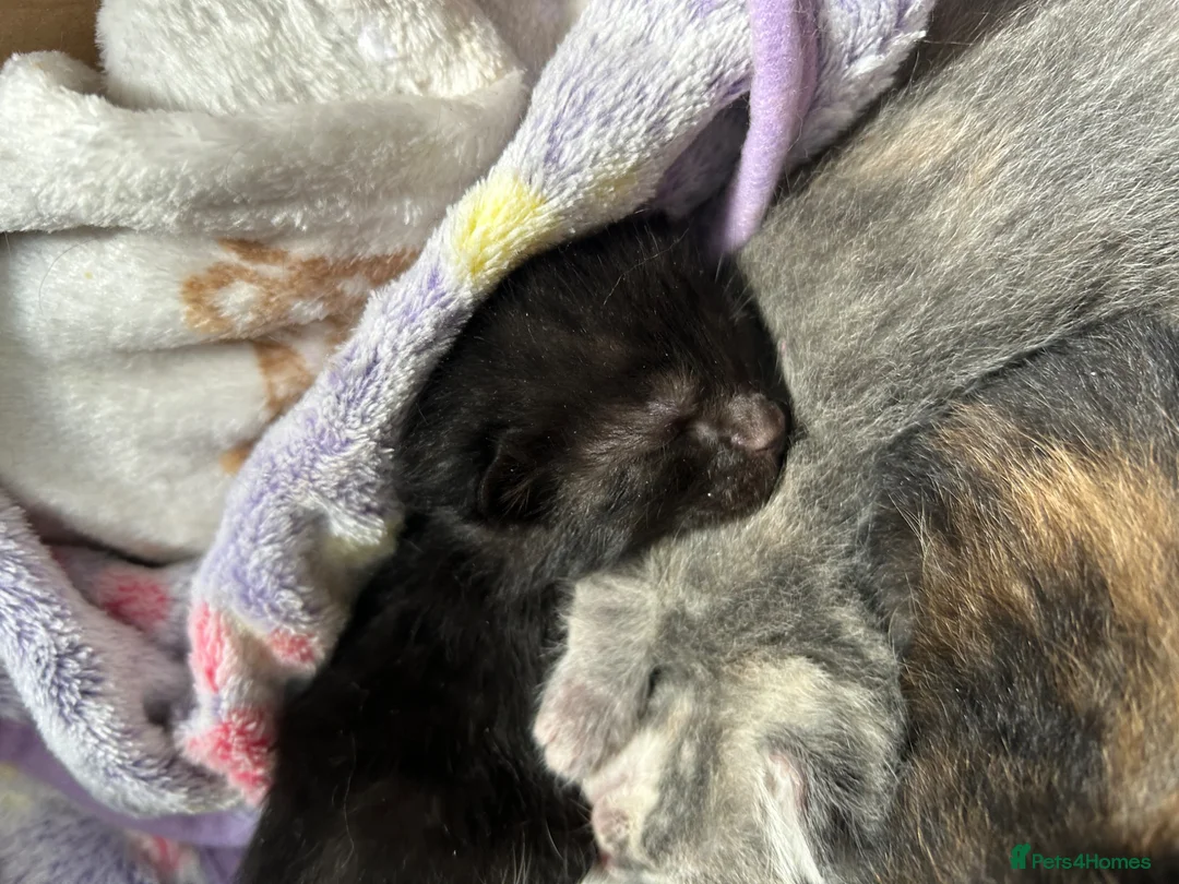 Mixed Breed cats for sale: Beautiful litter of kittens for sale!  - Advert 7