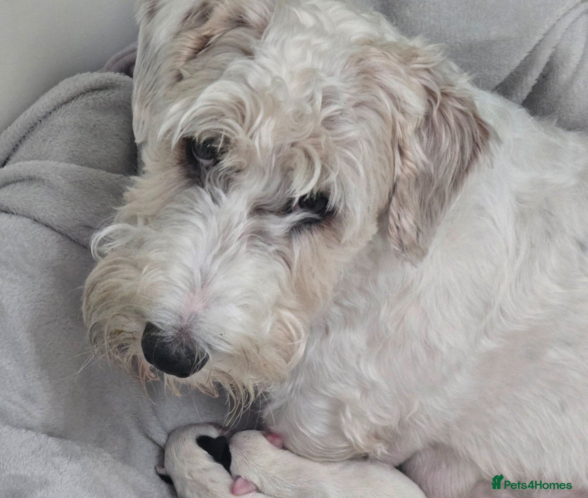 Sealyham Terrier dogs Sealyham Terrier  - Advert 2