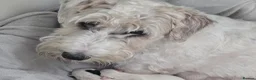 Sealyham Terrier dogs for sale: Sealyham Terrier  - Advert 1