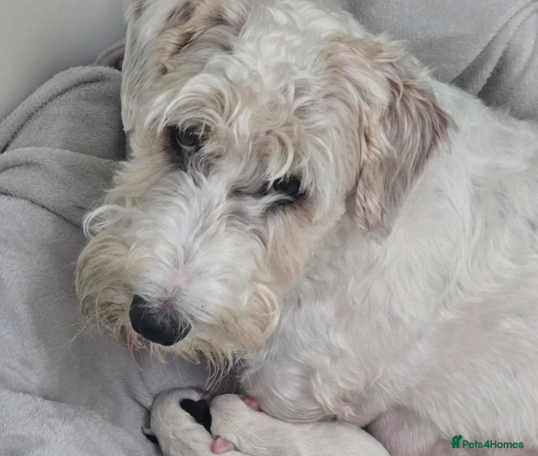 Sealyham Terrier dogs for sale: Sealyham Terrier  - Advert 1