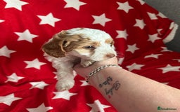 Cockapoo dogs for sale: 7 beautiful cockatoo puppies  - Image 5