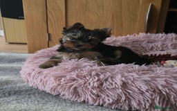 Yorkshire Terrier dogs for sale: KC registered Sweet Yorkshire terier puppies!!! - Image 5
